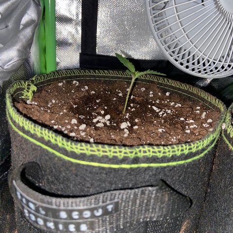 Girl Scout Cookies Auto growlog timeline photo