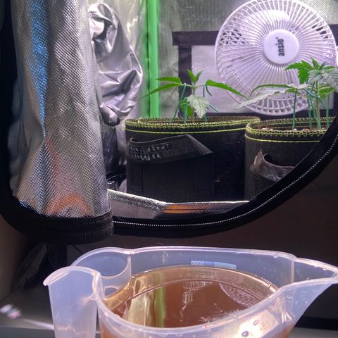 Girl Scout Cookies Auto growlog timeline photo