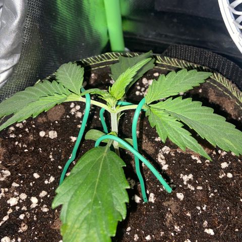 Girl Scout Cookies Auto growlog timeline photo