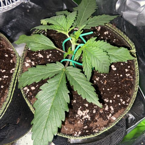 Wedding Cheesecake Auto growlog timeline photo