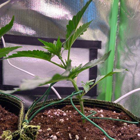 Wedding Cheesecake Auto growlog timeline photo
