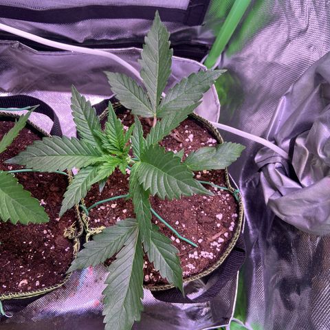Wedding Cheesecake Auto growlog timeline photo