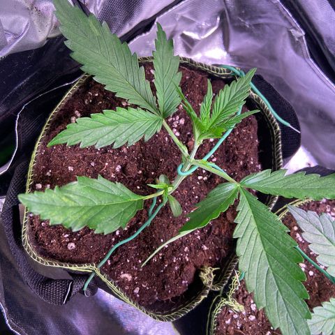 Girl Scout Cookies Auto growlog timeline photo