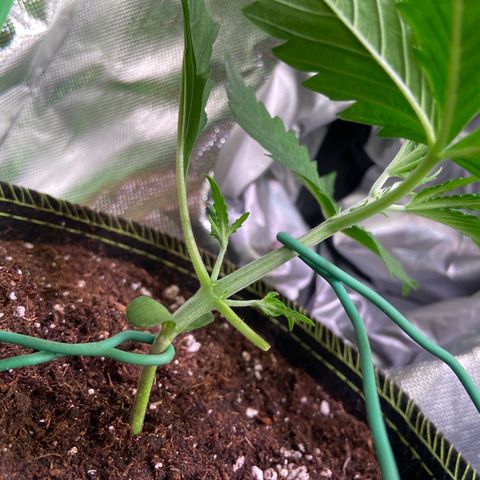 Girl Scout Cookies Auto growlog timeline photo