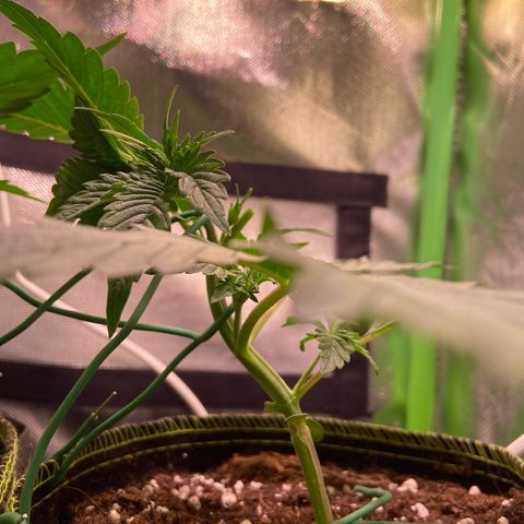 Wedding Cheesecake Auto growlog photo: Took a bigger leaf away, bc it block the light going thru. 