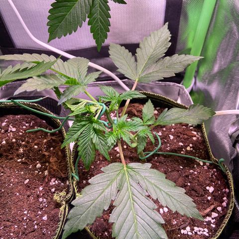 Wedding Cheesecake Auto growlog photo: Took a bigger leaf away, bc it block the light going thru. 