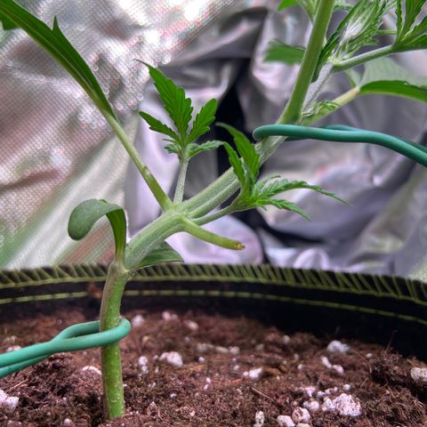 Girl Scout Cookies Auto growlog timeline photo