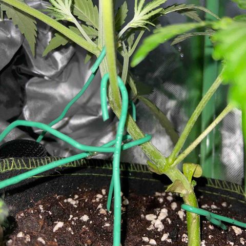 Girl Scout Cookies Auto growlog timeline photo