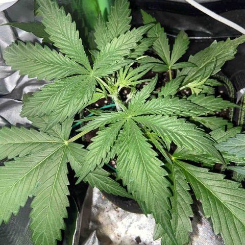 Girl Scout Cookies Auto growlog timeline photo