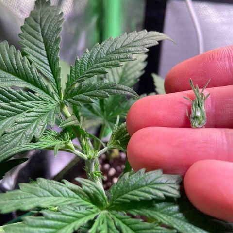 Girl Scout Cookies Auto growlog timeline photo