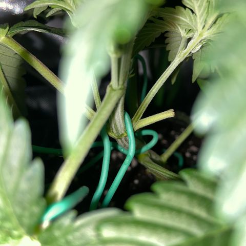Wedding Cheesecake Auto growlog timeline photo