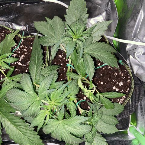 Wedding Cheesecake Auto growlog timeline photo