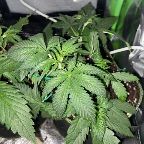 Wedding Cheesecake Auto growlog timeline photo