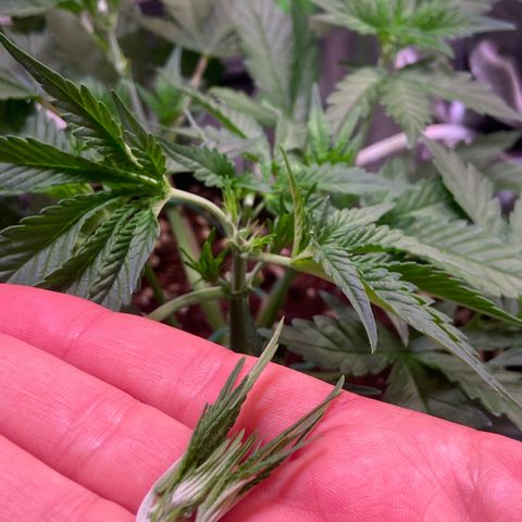 Wedding Cheesecake Auto growlog timeline photo