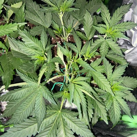 Wedding Cheesecake Auto growlog timeline photo