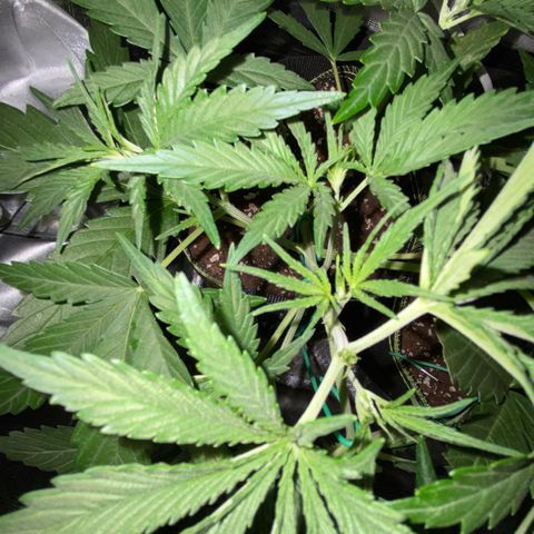 Girl Scout Cookies Auto growlog timeline photo