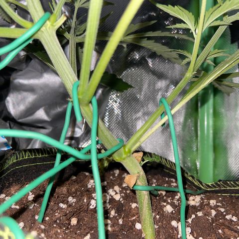 Girl Scout Cookies Auto growlog timeline photo
