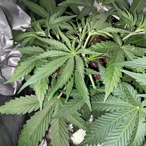 Girl Scout Cookies Auto growlog timeline photo