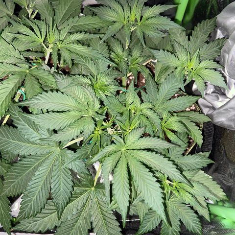 Wedding Cheesecake Auto growlog timeline photo