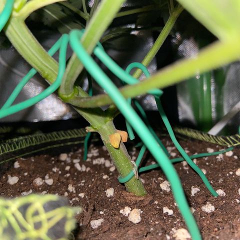 Wedding Cheesecake Auto growlog timeline photo