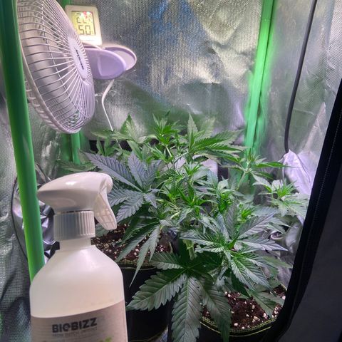 Girl Scout Cookies Auto growlog timeline photo