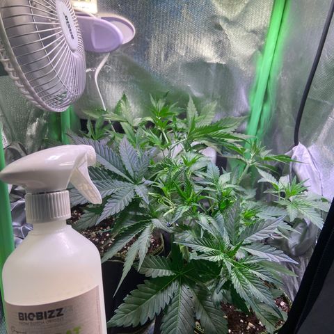 Wedding Cheesecake Auto growlog timeline photo