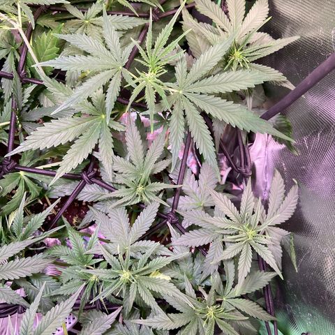 Wedding Cheesecake Auto growlog timeline photo