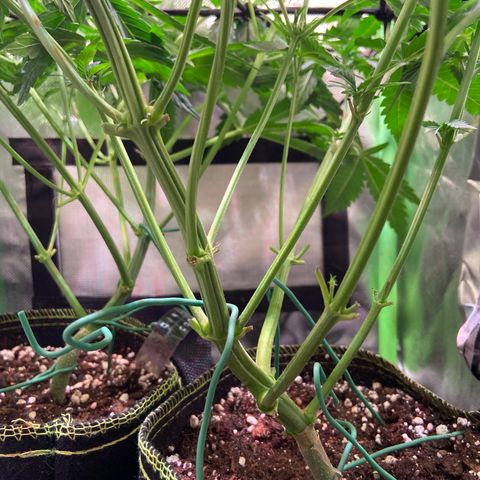 Wedding Cheesecake Auto growlog timeline photo