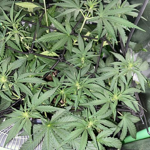 Wedding Cheesecake Auto growlog timeline photo