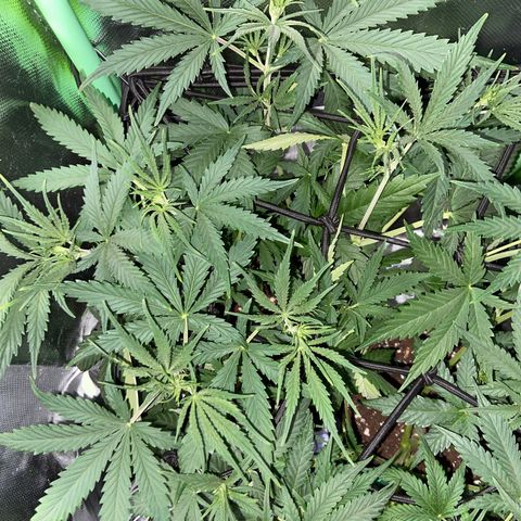 Girl Scout Cookies Auto growlog timeline photo
