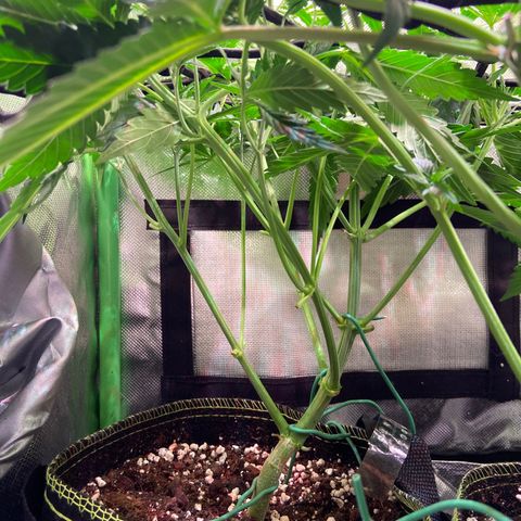 Girl Scout Cookies Auto growlog timeline photo