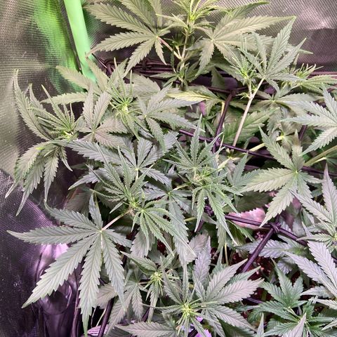 Girl Scout Cookies Auto growlog timeline photo