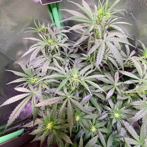 Girl Scout Cookies Auto growlog timeline photo