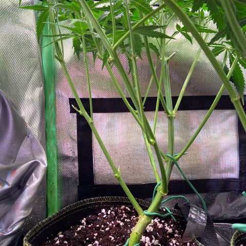 Girl Scout Cookies Auto growlog timeline photo