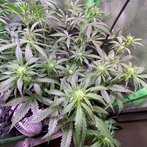 Wedding Cheesecake Auto growlog timeline photo