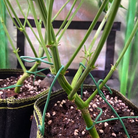 Wedding Cheesecake Auto growlog timeline photo