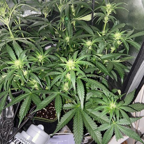 Wedding Cheesecake Auto growlog timeline photo