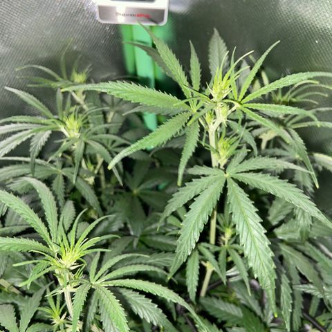 Girl Scout Cookies Auto growlog timeline photo