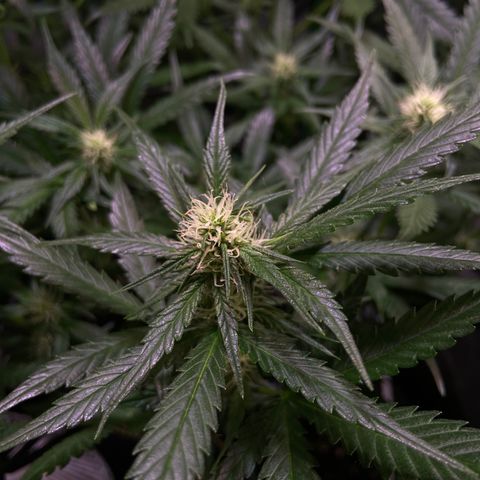 Wedding Cheesecake Auto growlog timeline photo