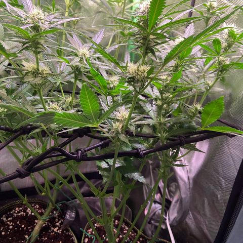 Wedding Cheesecake Auto growlog timeline photo