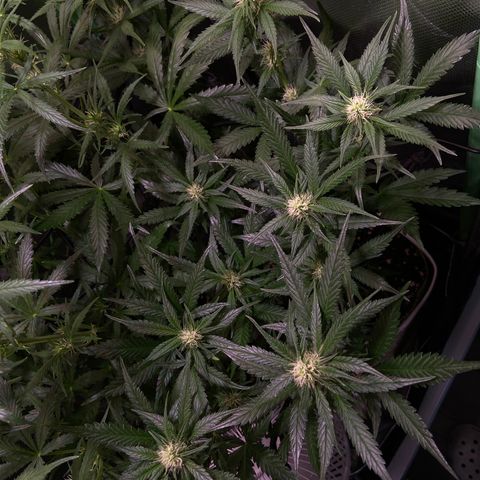 Wedding Cheesecake Auto growlog timeline photo