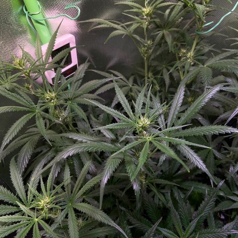 Girl Scout Cookies Auto growlog timeline photo