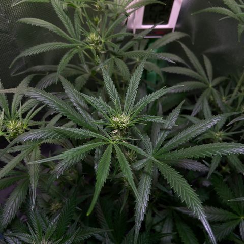 Girl Scout Cookies Auto growlog timeline photo