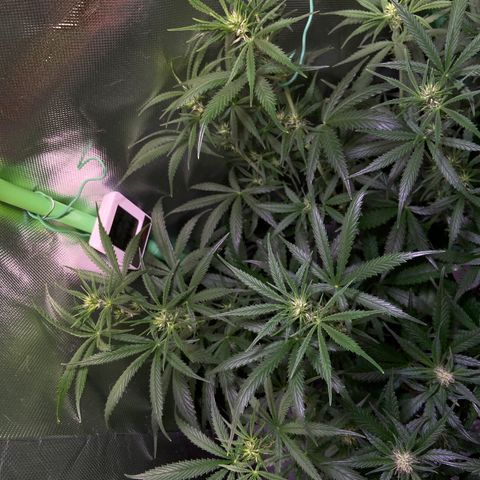 Girl Scout Cookies Auto growlog timeline photo