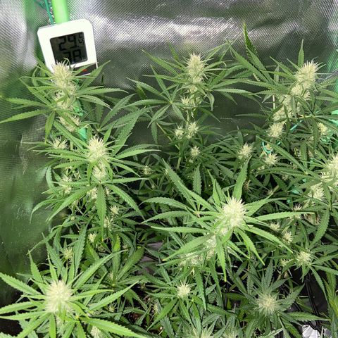 Girl Scout Cookies Auto growlog timeline photo