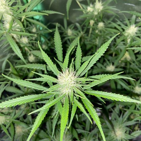 Girl Scout Cookies Auto growlog timeline photo