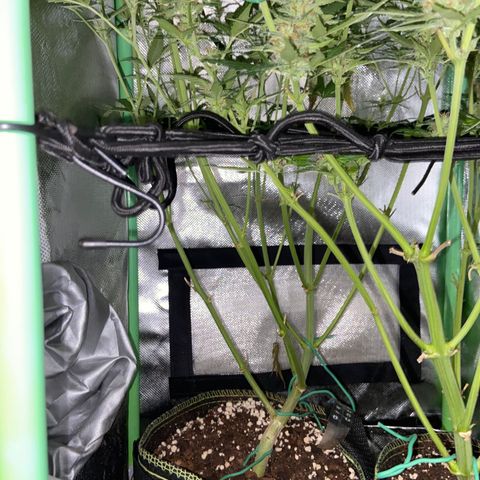 Girl Scout Cookies Auto growlog timeline photo