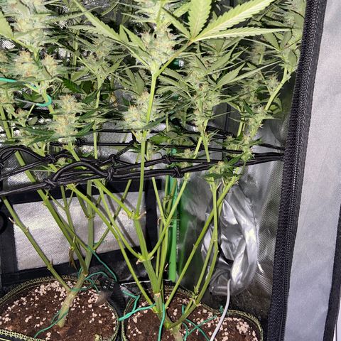 Wedding Cheesecake Auto growlog timeline photo