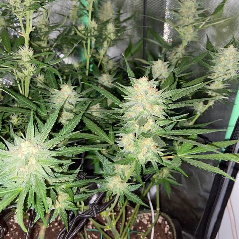 Wedding Cheesecake Auto growlog timeline photo