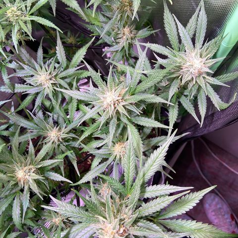 Wedding Cheesecake Auto growlog timeline photo